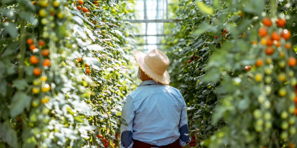 Image-picture-man-grows-tomatoes-in-the-greenhouse-20200525-GLO-EN-social