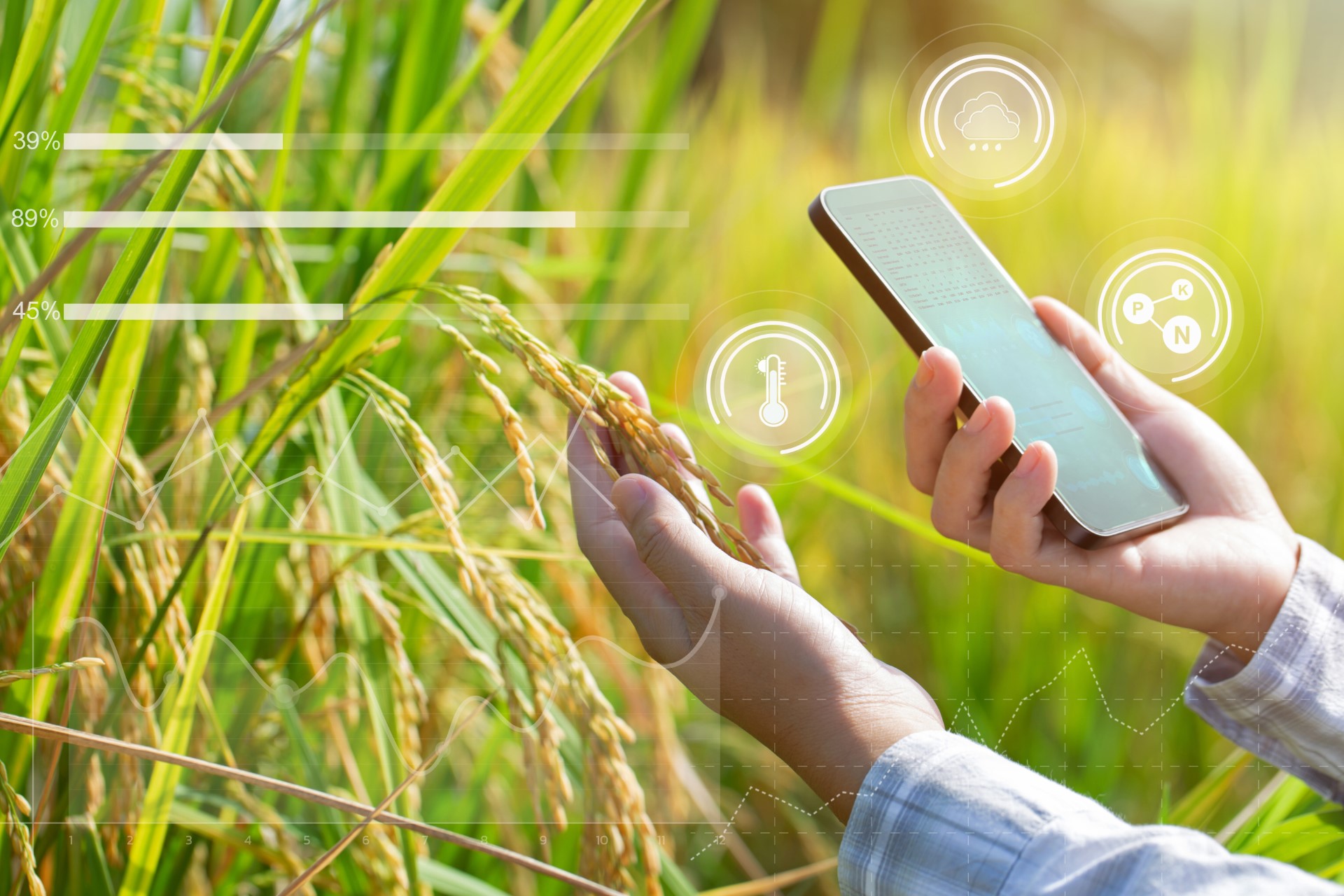 Image-picture-smart-farming-smartphone-with-cultivated-rice-20220909-GLO-EN_jpg