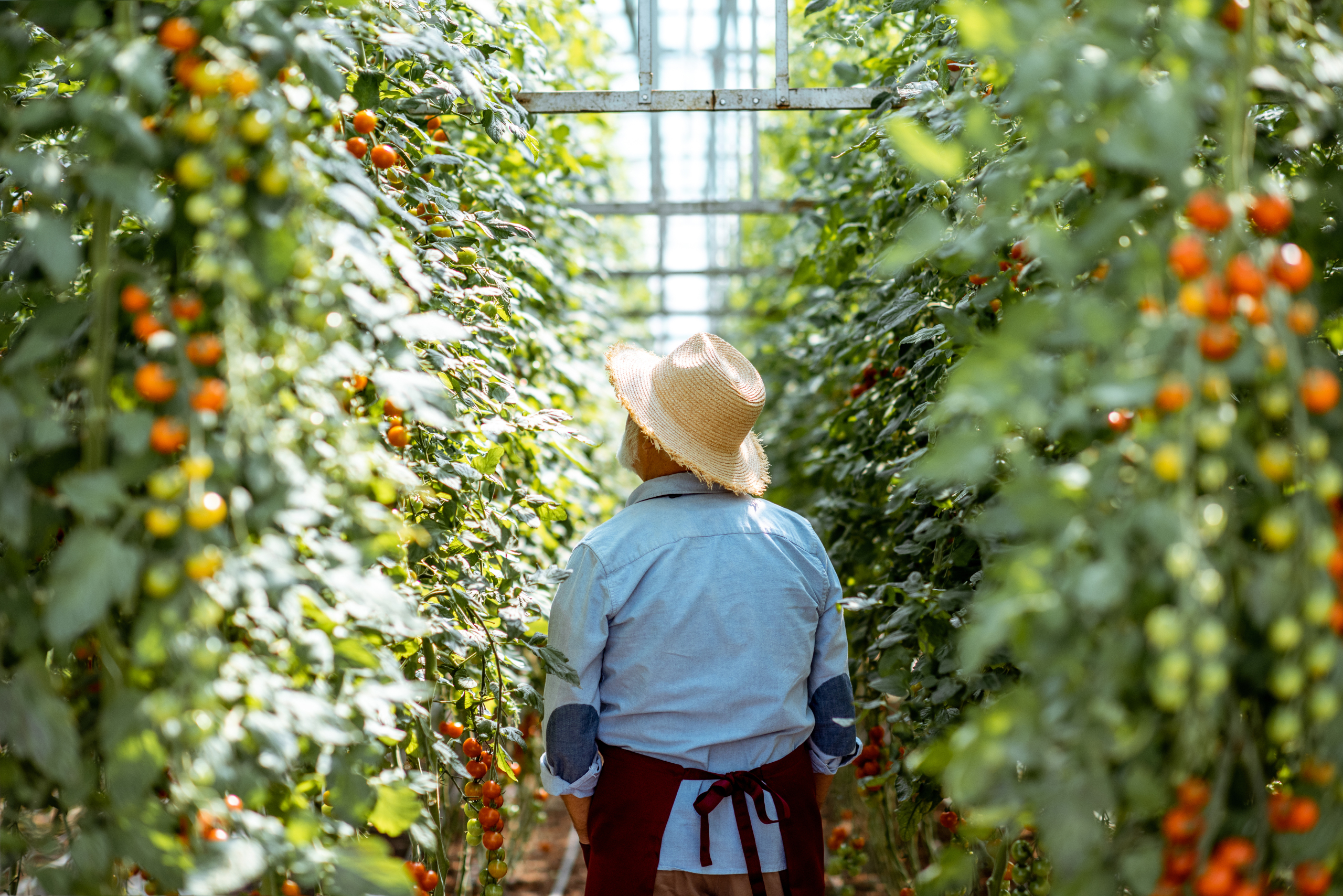 Header_Image picture man grows tomatoes in the greenhouse 20200525 GLO EN