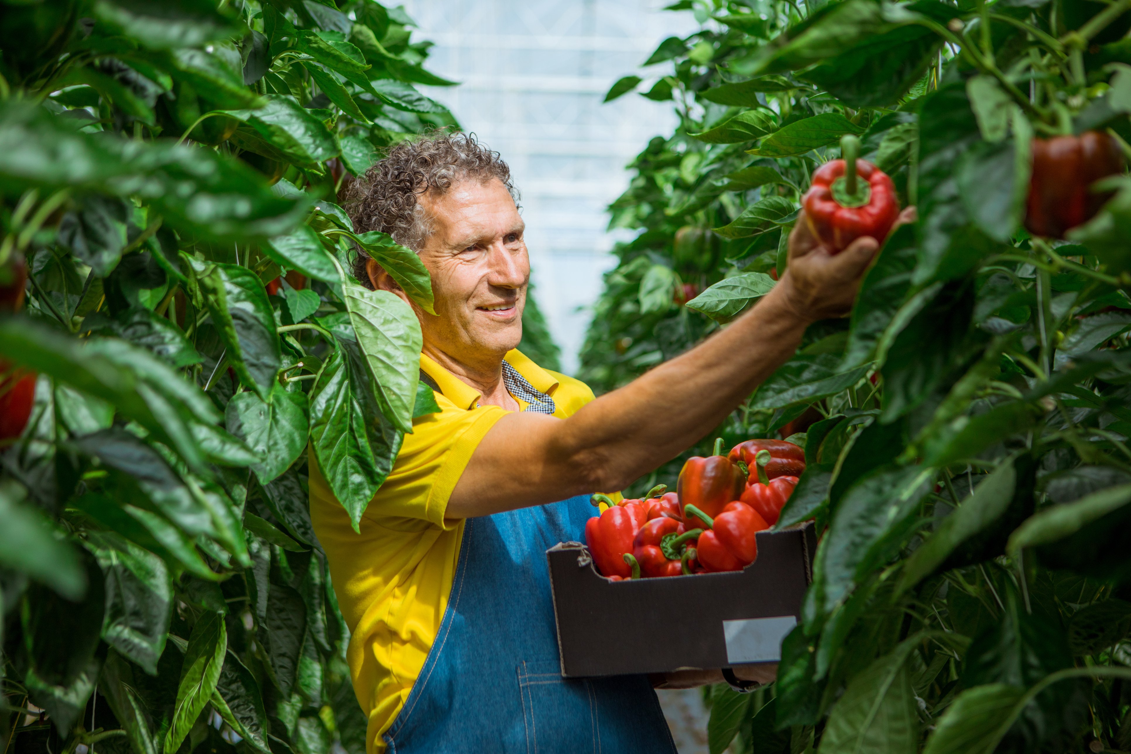 Image-picture-male-farmer-picks-paprika-20230105-GLO-EN