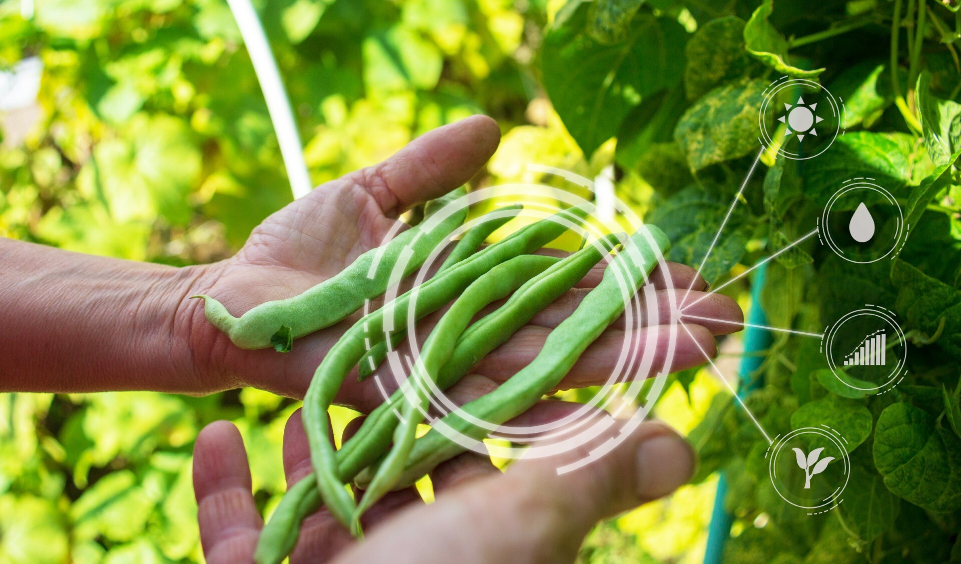 Image-picture-smart-farming-hands-with-beans-and-data-20220909-GLO-EN_jpg